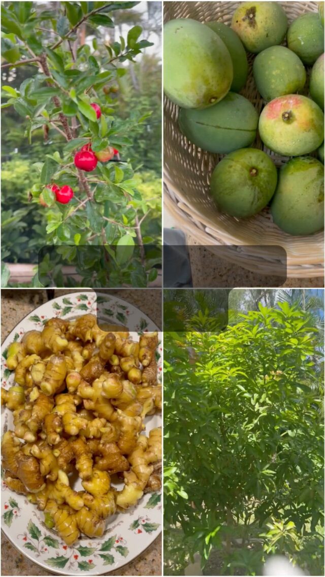 Every seed I plant carries a story of hope. 🌱

What started as a simple garden has grown into a sanctuary of healing, nourishment, and joy. 

From mangoes to herbs, each harvest reminds me that even after life’s storms, beauty always returns, just like the lessons I share in The Secret of Things.

Get your copy of The Secret of Things today - https://www.amazon.com/dp/B0FD8Y2Q2V

#joanpendergrass #Gardening #FaithJourney #victimnomore #survivor #healingjourney #gratitude #GodsPlan #TheSecretOfThings